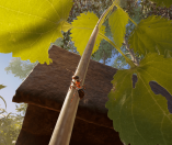 Empire of the Ants